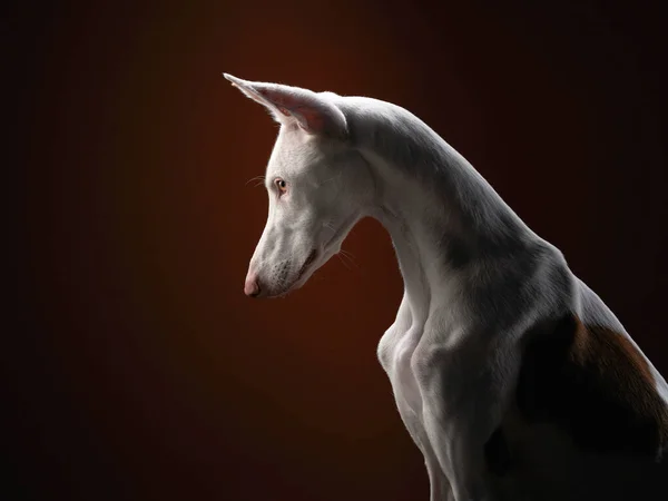 Cão em um fundo vermelho no estúdio. Cão cinzento espanhol magro, podenko ibitsenko — Fotografia de Stock
