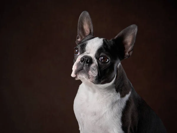 Ritratto di un cane su sfondo nero. — Foto Stock