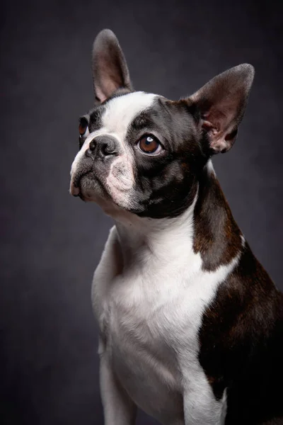 Porträtt av en hund på en svart bakgrund. — Stockfoto