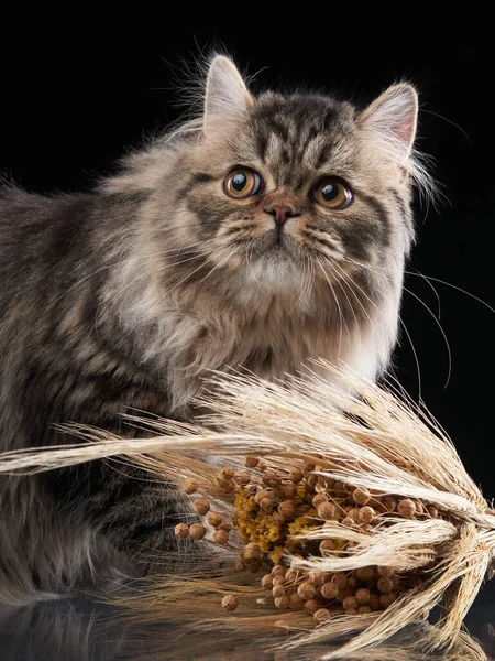 Scottish tabby katt på en ljus bakgrund. — Stockfoto