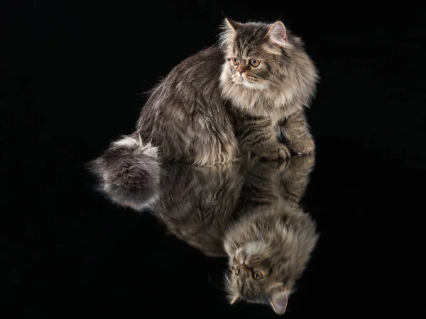 Scottish tabby γάτα σε ένα ελαφρύ φόντο. — Φωτογραφία Αρχείου
