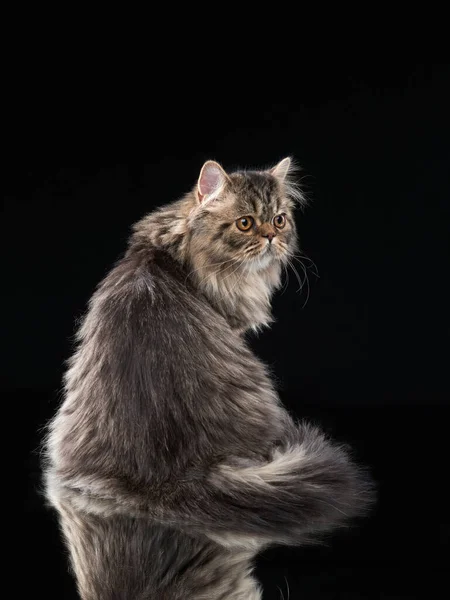 Scottish tabby γάτα σε ένα ελαφρύ φόντο. — Φωτογραφία Αρχείου