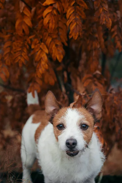 A kutya a sárga juharfalevelekből kukucskál. Jack Russell az őszi parkban — Stock Fotó