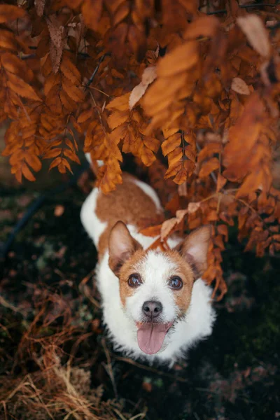 Perro se asoma de hojas de arce amarillo. jack russell en otoño parque — Foto de Stock