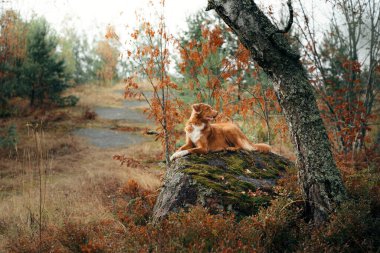 Sonbaharda köpek. Kırmızı Nova Scotia Duck Tolling Retriever ormandaki bir taşın üzerinde yatıyor.