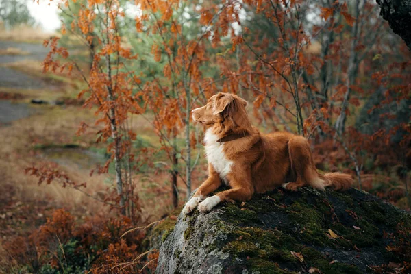 Jesienią pies. Czerwony Nova Scotia Duck Tolling Retriever leży na kamieniu w lesie — Zdjęcie stockowe