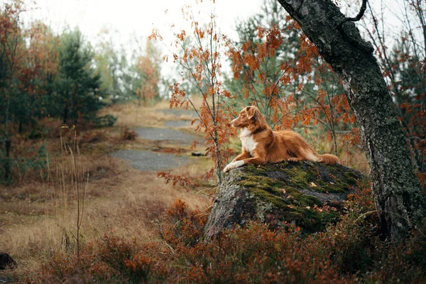 Σκύλος το φθινόπωρο. κόκκινη Nova Scotia Duck Tolling Retriever βρίσκεται σε μια πέτρα στο δάσος — Φωτογραφία Αρχείου