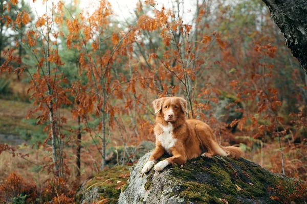 Cão no Outono. vermelho Nova Scotia Duck Tolling Retriever encontra-se em uma pedra na floresta — Fotografia de Stock