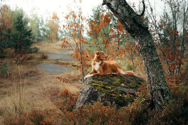Chien à l'automne. rouge Nouvelle-Écosse Duck Tolling Retriever repose sur une pierre dans la forêt — Photo