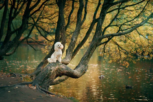 Mały biały pudel w jesiennych liściach. Zwierzęta domowe o charakterze. — Zdjęcie stockowe
