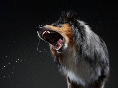 Köpek sallanıyor, püskürtüyor, kanatlanıyor. Islak evcil hayvan. Komik köpek.