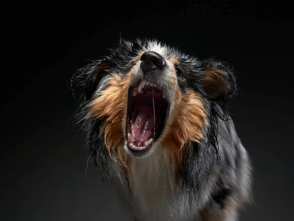 O cão treme, borrifa, asas. Animal de estimação molhado. Águia engraçada — Fotografia de Stock