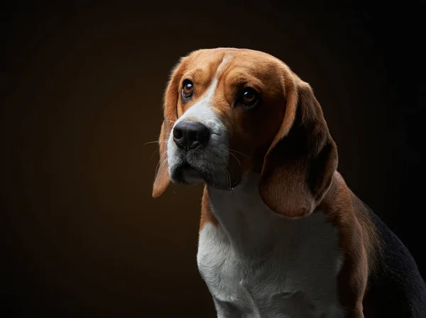 Retrato sobre un fondo oscuro. Divertido Beagle —  Fotos de Stock