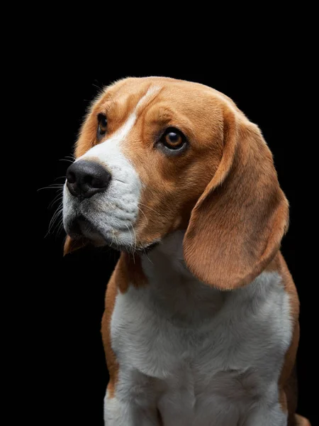 Portret na ciemnym tle. Śmieszny Beagle — Zdjęcie stockowe