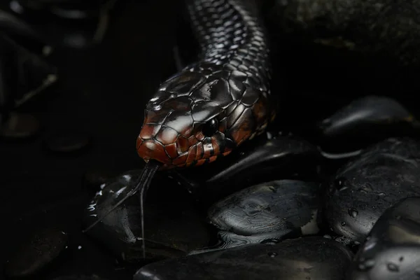 Drymarchon serpente no fundo de cameos, nevoeiro — Fotografia de Stock