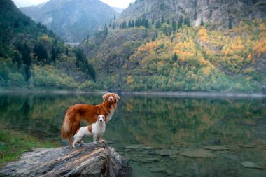 Dağ gölünde iki köpek. Nova Scotia Duck Tolling ve Retriever Jack Russell Terrier doğada. Hayvan dostluğu. 