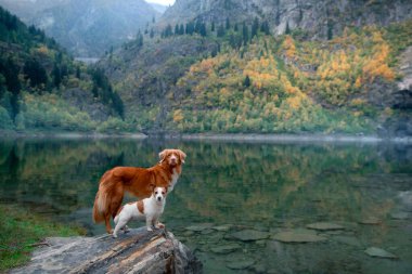 Dağ gölünde iki köpek. Nova Scotia Duck Tolling ve Retriever Jack Russell Terrier doğada. Hayvan dostluğu. 