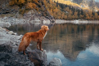 Dağ gölündeki bir taşın üzerindeki köpek. Sonbahar havası. Nova Scotia Ördek Tolling Retriever doğa arka planında