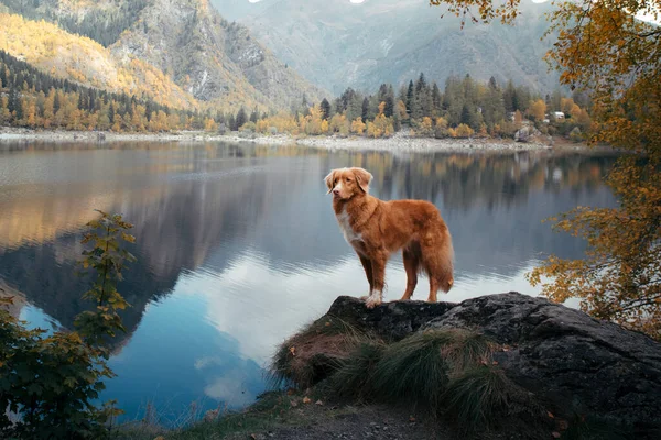 山の湖の石の上に犬。秋の気分。ノバスコシアダックは自然を背景に取得します — ストック写真