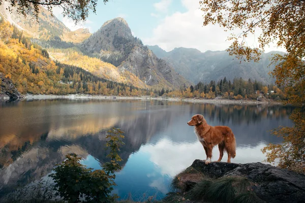 Chien sur une pierre sur un lac de montagne. humeur d'automne. Nouvelle-Écosse Duck Tolling Retriever sur fond de nature — Photo