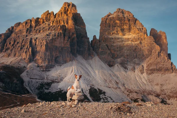 Cane in montagna. Jack Russell Terrier sulla cima delle rocce al tramonto. . Escursioni con un animale domestico — Foto Stock