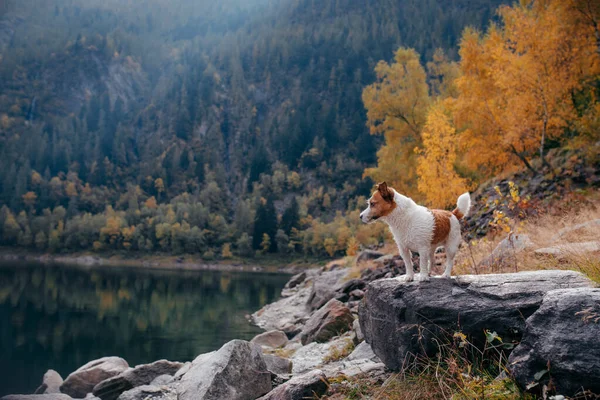 山の湖の石の上に犬。秋の気分。ジャック・ラッセル・テリア — ストック写真