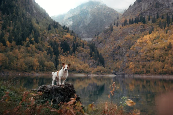 Cane su una pietra su un lago di montagna. umore autunnale. Jack Russell Terrier sulla natura — Foto Stock