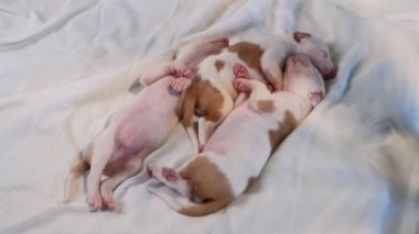 Dekordaki yeni doğmuş yavrular. köpek İspanyol tazısı.. 
