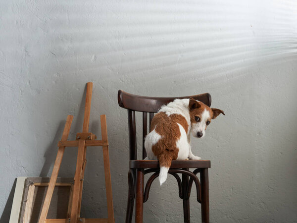 the dog sits on a chair against the background of a textured wall. creative workshop