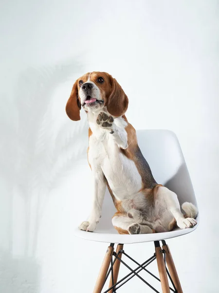 Собака сидит на стуле. Beagle at home — стоковое фото
