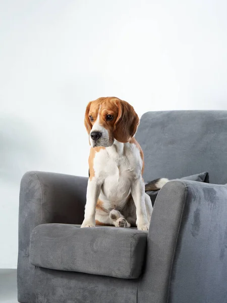 Ten pes sedí na židli. Beagle doma — Stock fotografie