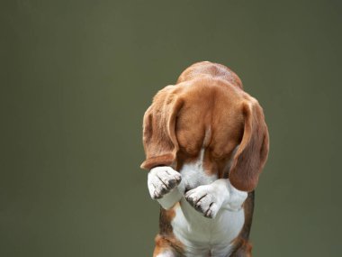 Yeşil arka planda bir portre. Komik Beagle. 