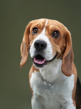 Yeşil arka planda bir portre. Komik Beagle. 