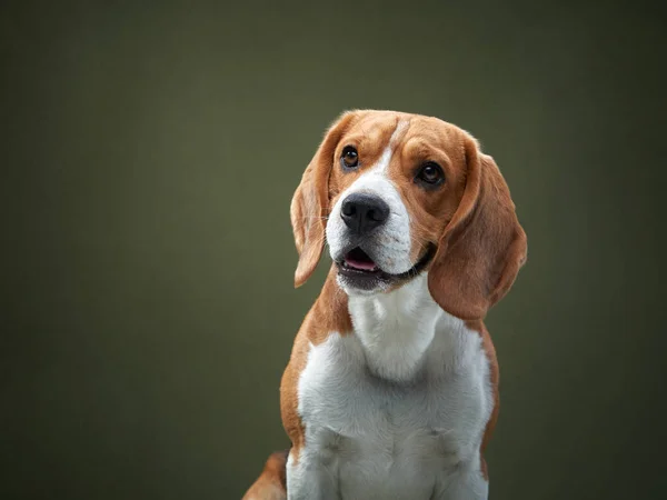 Portret op een groene achtergrond. Grappige Beagle — Stockfoto