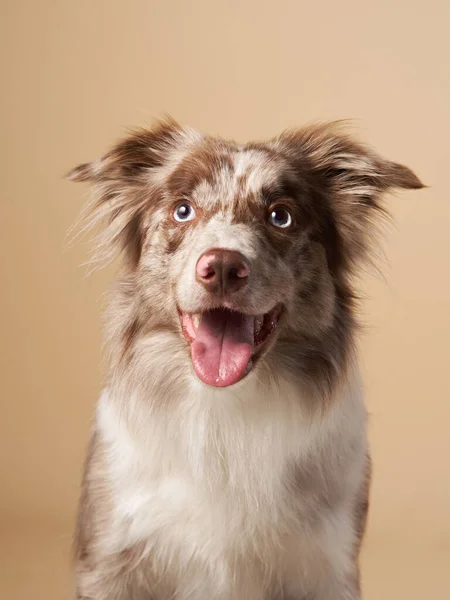 口が開いてる犬。表現力豊かな大理石のボーダーコリー.面白いペット — ストック写真