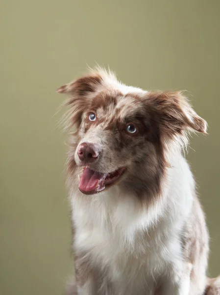 O cão com a boca aberta. expressivo mármore Border Collie. animal de estimação engraçado — Fotografia de Stock