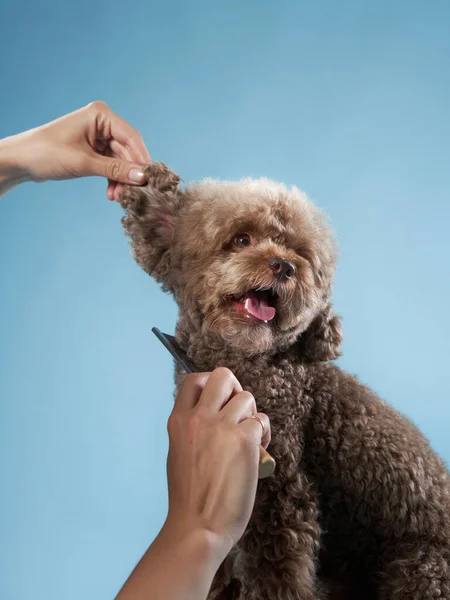 Coiffure de caniche. La fille passe le chien au peigne fin. toilettage des animaux — Photo