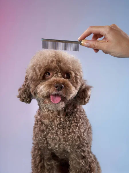 Coiffure de caniche. La fille passe le chien au peigne fin. toilettage des animaux — Photo