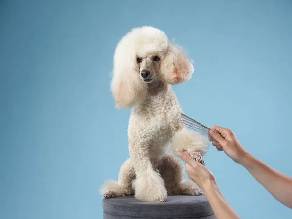 Coiffure de caniche. La fille passe le chien au peigne fin. toilettage des animaux — Photo