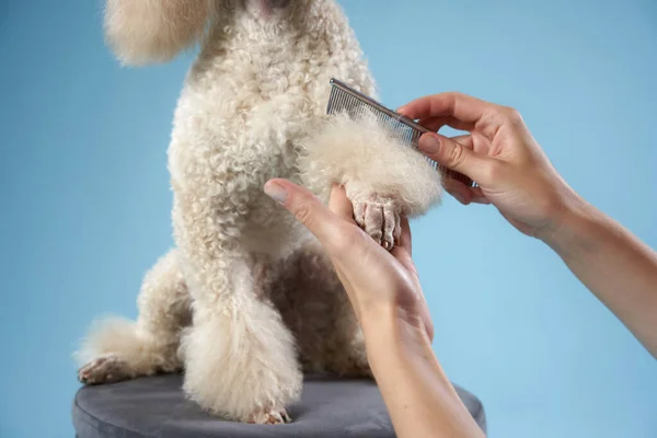 Зачіска пуделя. Дівчина розчісує собаку. Догляд за домашніми тваринами — стокове фото