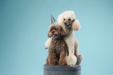 Şapkalı bir köpek. Mavi arka planda Nova Scotia Duck Tolling Retriever.