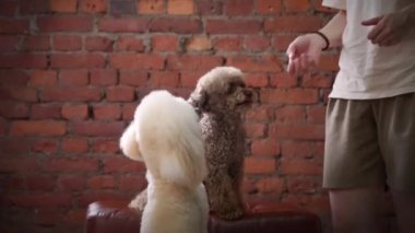Çatı katındaki bir koltukta iki kaniş. Tuğla duvardaki köpek