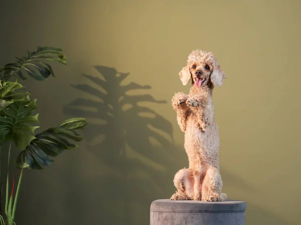 O caniche está a acenar com a pata. Cão dentro de casa. animal de estimação feliz — Fotografia de Stock