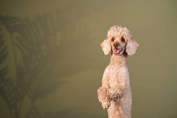 プードルが手を振ってる。犬を屋内に。ハッピーペット — ストック写真
