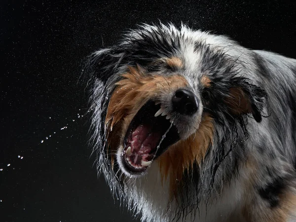 El perro se sacude, rocía, alitas. Mascota húmeda. Divertido beagle —  Fotos de Stock