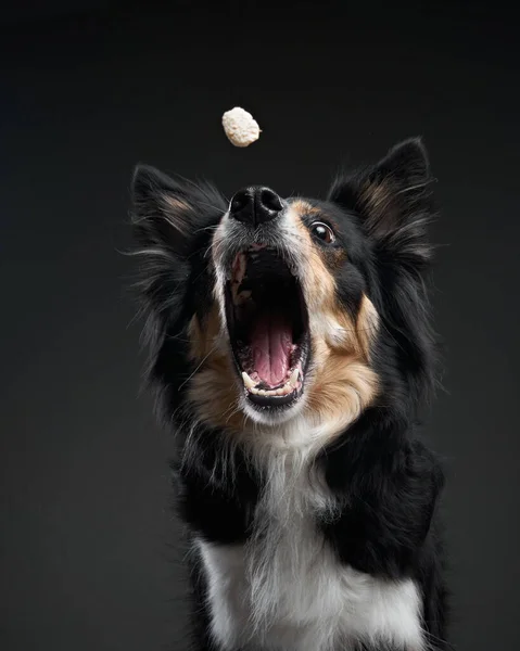 O cão apanha comida. expressivo tricolor Fronteira Collie. animal de estimação engraçado — Fotografia de Stock