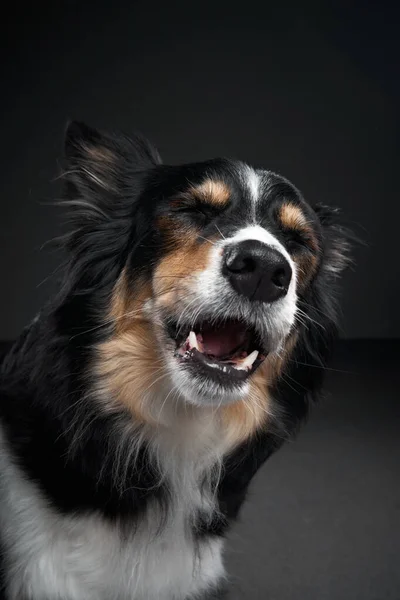 Zavrčí pes. Vtipný výraz na čenichu hraniční kolie — Stock fotografie