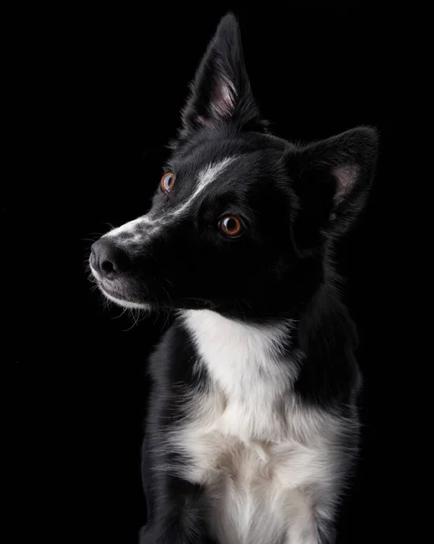 Cachorro collie borda preto-branco em um fundo preto. Cão em um estúdio de fotos — Fotografia de Stock