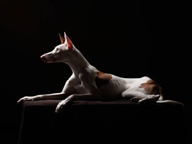 Stüdyoda siyah arka planda bir köpek. Zayıf İspanyol tazısı, podenko ibitsenko