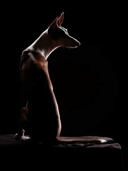 Hund auf schwarzem Hintergrund im Studio. Schlanker spanischer Windhund, podenko ibitsenko — Stockfoto